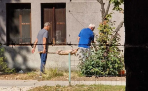Austrijski mediji o prasetu u vrtu Zemaljskog muzeja: "Iza svega stoji višegodišnji sukob"