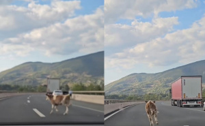 Nesvakidašnja scena na A1 kod Kaknja: Krava trčala autoputem, mladići je pokušavali uhvatiti
