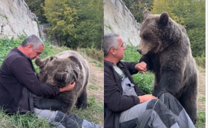 Neobično prijateljstvo: Medvjedica Maša ima 150 kg, ali i dalje želi sjediti Petru u krilu