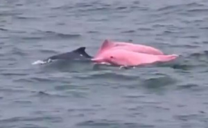 Rijetki ružičasti delfin snimljen uz obalu Omana: Prizor koji je iznenadio svijet