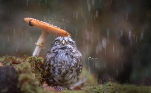  / Nestašna sova uživa u jesenjoj čaroliji, FOTO: Bored Panda