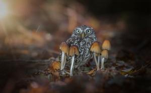  / Nestašna sova uživa u jesenjoj čaroliji, FOTO: Bored Panda