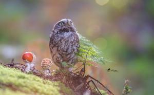  / Nestašna sova uživa u jesenjoj čaroliji, FOTO: Bored Panda