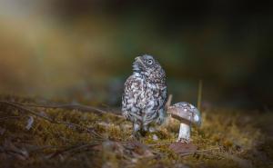  / Nestašna sova uživa u jesenjoj čaroliji, FOTO: Bored Panda