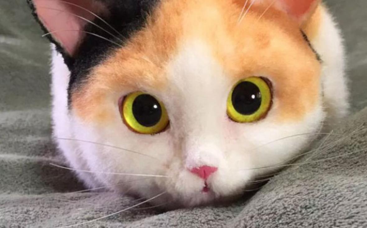 Фото Кота В Реальной Жизни