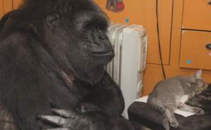  / Gorila Koko usvojila dva mačića, FOTO: Bored Panda