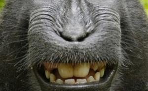  / Selfiji koji su otišli u potpuno pogrešnom pravcu, FOTO: Shock.buzz