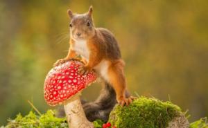  / Malene vjeverice uživaju u čarima jeseni, FOTO: Bored Panda