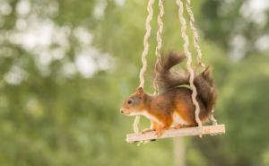  / Malene vjeverice uživaju u čarima jeseni, FOTO: Bored Panda