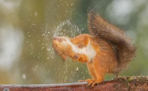  / Malene vjeverice uživaju u čarima jeseni, FOTO: Bored Panda