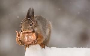  / Malene vjeverice uživaju u čarima jeseni, FOTO: Bored Panda