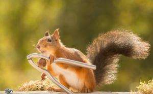  / Malene vjeverice uživaju u čarima jeseni, FOTO: Bored Panda