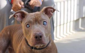  / Slijepi Pit Bull napušten na klupi u parku konačno dobija ljubav kakvu zaslužuje, FOTO: Bored Panda