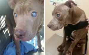  / Slijepi Pit Bull napušten na klupi u parku konačno dobija ljubav kakvu zaslužuje, FOTO: Bored Panda