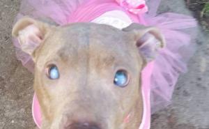  / Slijepi Pit Bull napušten na klupi u parku konačno dobija ljubav kakvu zaslužuje, FOTO: Bored Panda