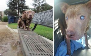  / Slijepi Pit Bull napušten na klupi u parku konačno dobija ljubav kakvu zaslužuje, FOTO: Bored Panda