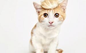  / Sredile su se i 'našminkale' samo za vas: Sviđaju li vam se?, FOTO: Bored Panda