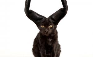  / Sredile su se i 'našminkale' samo za vas: Sviđaju li vam se?, FOTO: Bored Panda