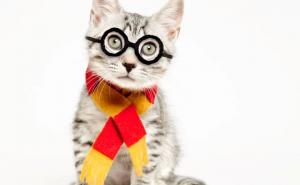  / Sredile su se i 'našminkale' samo za vas: Sviđaju li vam se?, FOTO: Bored Panda