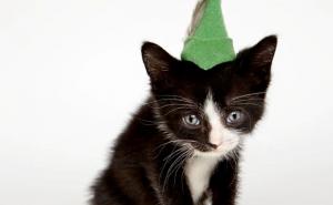  / Sredile su se i 'našminkale' samo za vas: Sviđaju li vam se?, FOTO: Bored Panda