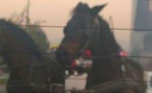  / Konj i kočinje usred sarajevske gužve, FOTO: Čitatelj/Radiosarajevo.ba