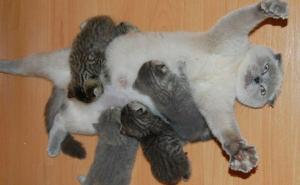  / Ponosne mame sa svojim mačićima, FOTO: Bored Panda