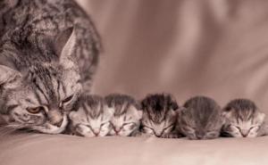  / Ponosne mame sa svojim mačićima, FOTO: Bored Panda