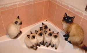  / Ponosne mame sa svojim mačićima, FOTO: Bored Panda