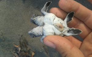  / Turska: Dvoglavo mladunče morske kornjače privuklo pažnju javnosti i naučnika, FOTO: AA