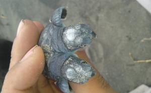  / Turska: Dvoglavo mladunče morske kornjače privuklo pažnju javnosti i naučnika, FOTO: AA