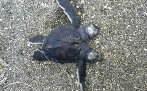  / Turska: Dvoglavo mladunče morske kornjače privuklo pažnju javnosti i naučnika, FOTO: AA