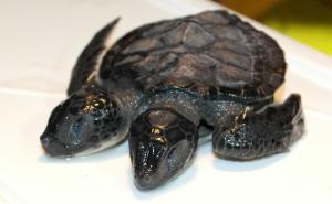  / Fenomeni: Dvoglava kornjača iz Canakkalea živjela samo 30 dana, FOTO: AA