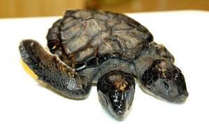  / Fenomeni: Dvoglava kornjača iz Canakkalea živjela samo 30 dana, FOTO: AA