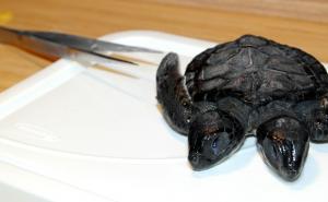  / Fenomeni: Dvoglava kornjača iz Canakkalea živjela samo 30 dana, FOTO: AA