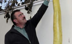  / Nesvakidašnji prizor: Baštovan uzgojio tikvicu dugu 152 centimetra, FOTO: A