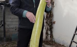  / Nesvakidašnji prizor: Baštovan uzgojio tikvicu dugu 152 centimetra, FOTO: A