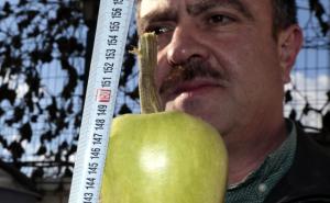  / Nesvakidašnji prizor: Baštovan uzgojio tikvicu dugu 152 centimetra, FOTO: A