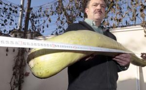  / Nesvakidašnji prizor: Baštovan uzgojio tikvicu dugu 152 centimetra, FOTO: A
