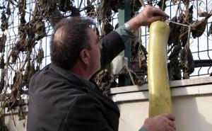  / Nesvakidašnji prizor: Baštovan uzgojio tikvicu dugu 152 centimetra, FOTO: A