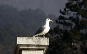  / Dok se Sarajevo guši u magli, s one strane Ivana sunce, čist zrak i galebovi, FOTO: Fena
