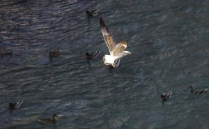 / Dok se Sarajevo guši u magli, s one strane Ivana sunce, čist zrak i galebovi, FOTO: Fena