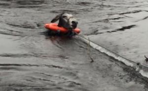  / Jedan magarac je bio mnogo sretan nakon što su ga izbavili iz poplava, FOTO: Bored Panda