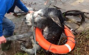  / Jedan magarac je bio mnogo sretan nakon što su ga izbavili iz poplava, FOTO: Bored Panda