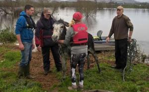  / Jedan magarac je bio mnogo sretan nakon što su ga izbavili iz poplava, FOTO: Bored Panda