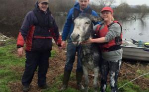  / Jedan magarac je bio mnogo sretan nakon što su ga izbavili iz poplava, FOTO: Bored Panda