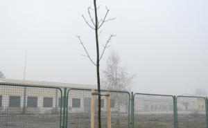  / Nova stabla i zelenilo u centru 'Safet Zajko', FOTO: Općinanovigradsarajevo.ba