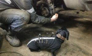  / Kako vam pas može pomoći da popravite automobil?, FOTO: Bored Panda