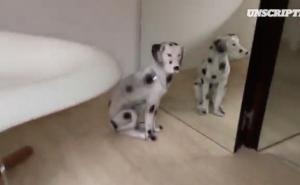  / Porculanski pas dalmatinac pored ogledala