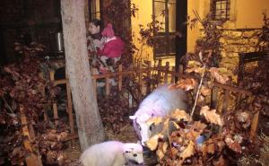  / U Staroj pravoslavnoj crkvi u Sarajevu paljen badnjak ususret Božiću, FOTO: Radiosarajevo.ba