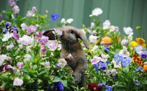  / Najslađa stvar: Životinje koje obožavaju cvijeće, FOTO: Bored Panda